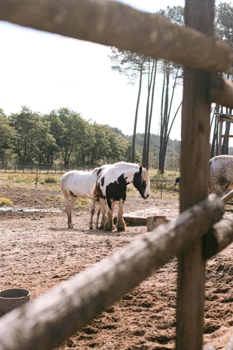 Hotel Roulottes Cocooning Au Coeur Des Landes Mées Zewnętrze zdjęcie